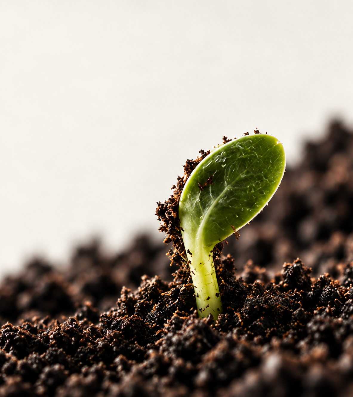 Een jonge plant komt uit de aarde